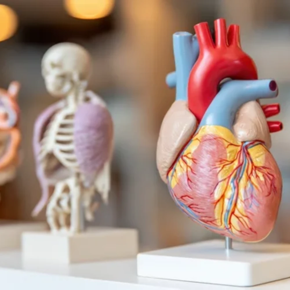 Human Physiology (1h)